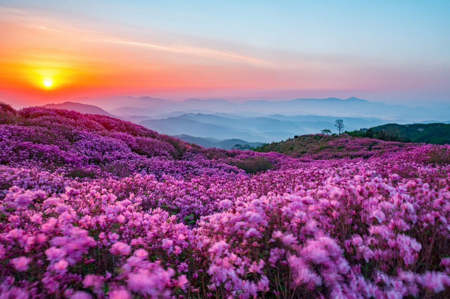Hoa đỗ quyên nở rộ ở núi Hwangmaesan cao 1.108 m