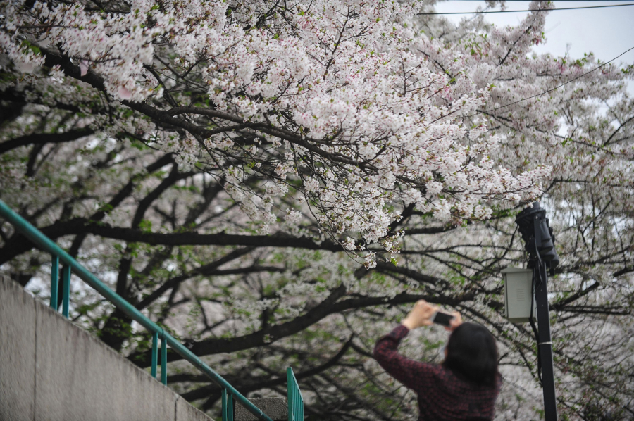 Đại học Vũ Hán nổi tiếng với hoa anh đào, thu hút nhiều người đến ngắm vào mùa xuân