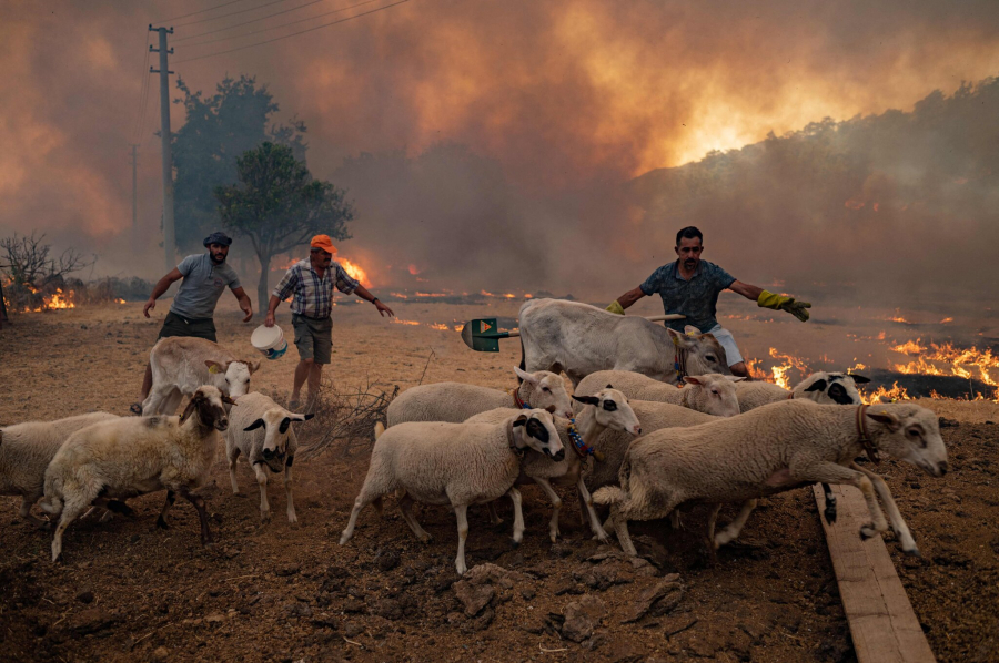 Những người đàn ông cố gắng lùa đàn cừu ra khỏi con đường ngập lửa ở tỉnh Mugla, phía tây nam Thổ Nhĩ Kỳ. (Ảnh: Yasin Akgul / Agence France-Presse - Getty Images)