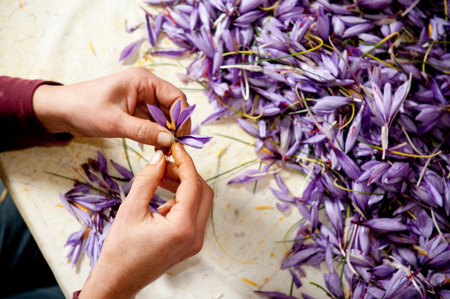 Saffron là nhụy của cây nghệ tây, được biết đến là một loại gia vị/thuốc với nhiều công dụng kỳ diệu