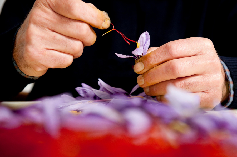 Tách các sợi nhỏ ra khỏi cánh hoa ẩm là một quá trình tinh tế và tốn thời gian
