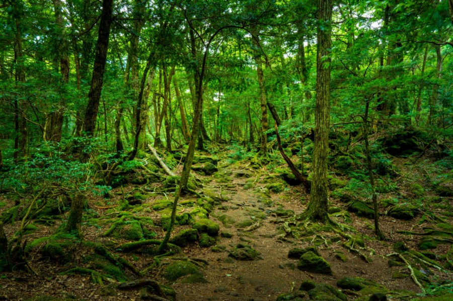 Rừng Aokigahara nằm ở chân núi Phú Sĩ, nó vô cùng rộng lớn và đầy bí ẩn. Mật độ cây cối trong rừng dày đặc khiến nó vô cùng tĩnh mịch. Những người đi bộ trong khu rừng này rất dễ bị lạc, bởi vậy họ thường phải dùng băng dính để đánh dấu đường đi. Nếu bạn muốn có một bức ảnh kinh dị hoàn hảo, thì khu rừng Aokigahara này sẽ là một lựa chọn lý tưởng.