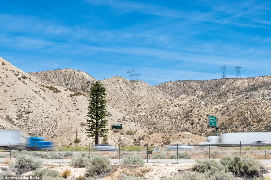Cây thông sừng sững giữa miền hoang mạc Gorman, bang California thực chất là cột phát sóng điện thoại (ảnh: Annette LeMay Burke).