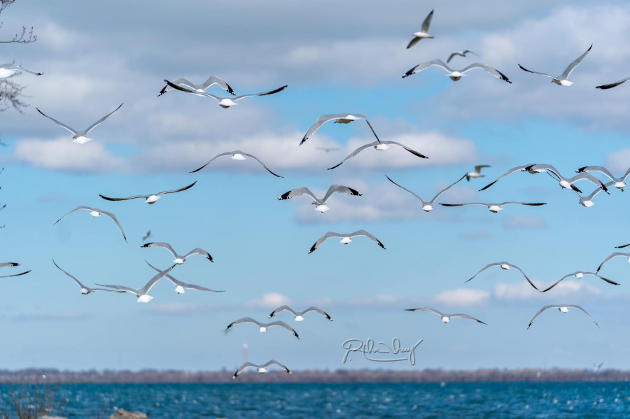 Chim hải âu bay trên mặt hồ Erie Metropark -4 độ C.