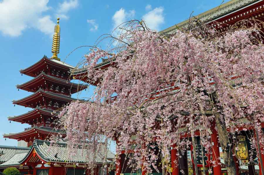 Một cây anh đào nở rộ bên cạnh ngôi chùa năm tầng Sensō-ji ở Asakusa, Tokyo