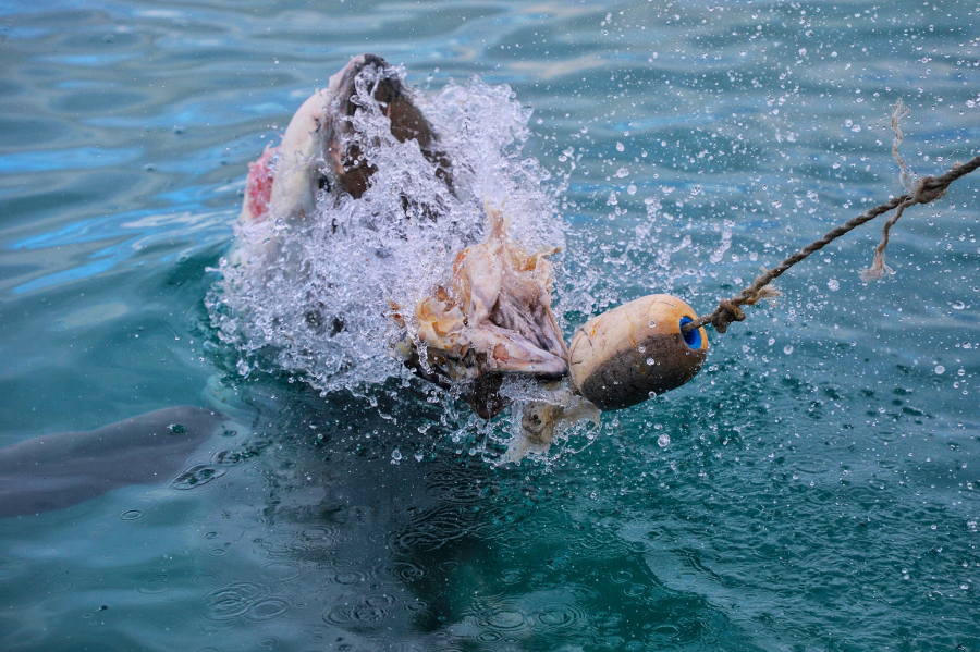 Cận cảnh cú đớp mồi của 1 chú cá mập trắng.