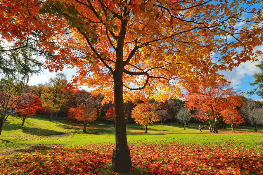 Lá vàng rơi xuống đất tạo nên tấm thảm mùa thu tuyệt đẹp