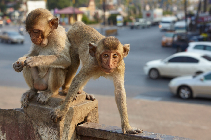 Lopburi là nơi sinh sống của hàng ngàn con khỉ hoang dã lang thang trên đường phố và các tòa nhà
