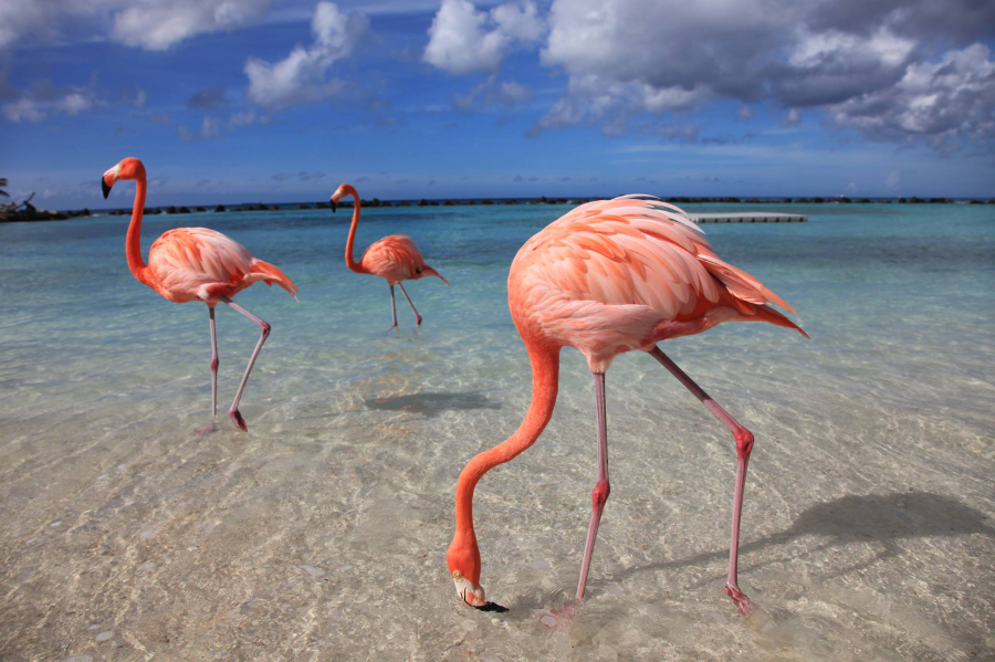Ngoài Renaissance, bạn có thể ghé qua các hòn đảo khác thuộc Aruba như Bonaire hoặc Galapagos để tìm những chú chim hồng hạc