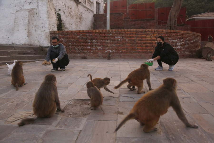 Tình nguyện viên cho khỉ ăn ở đền Pashupatinath