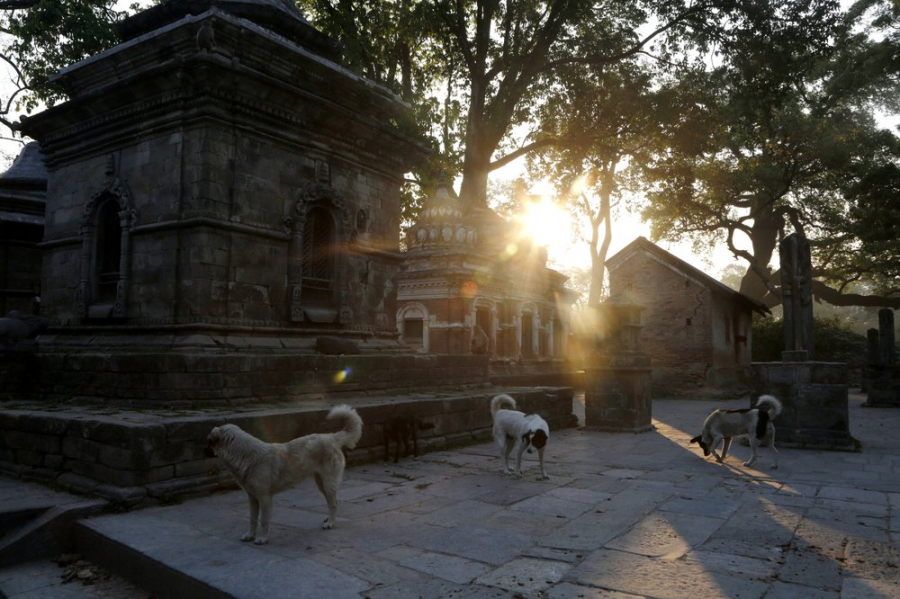 Chó hoang lang thanh quanh đền