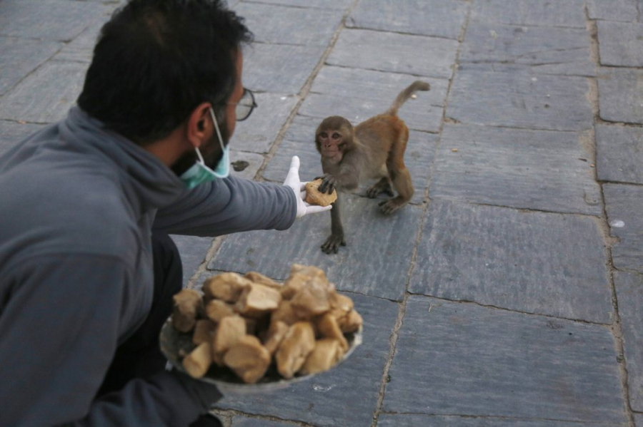 Tình nguyện viên cho khỉ ăn ở đền Pashupatinath