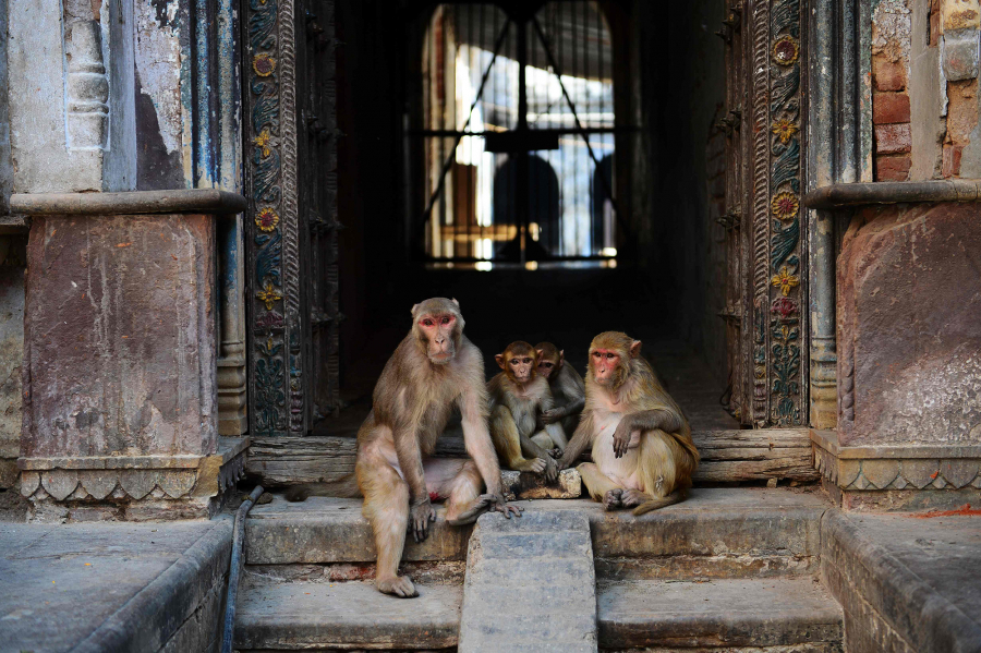 Khỉ ở Ấn Độ và Thái Lan đói ăn vì các đền thờ vắng bóng du khách