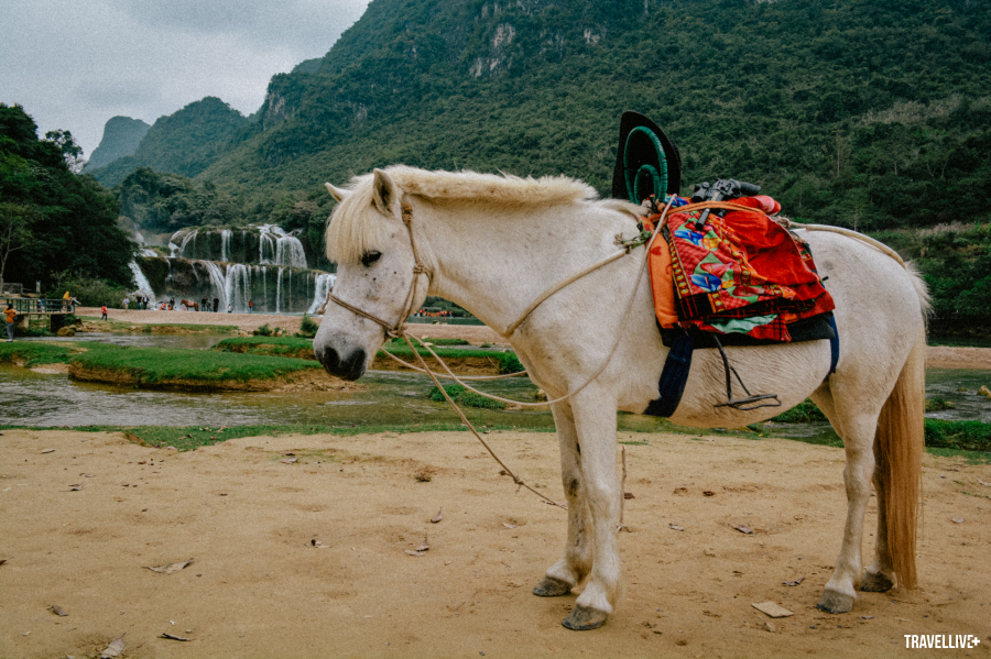 Chú ngựa trắng phục vụ du khách ở thác Bản Giốc