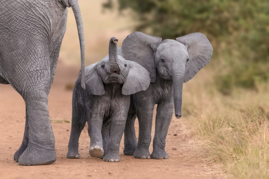 Chú voi con ở safari