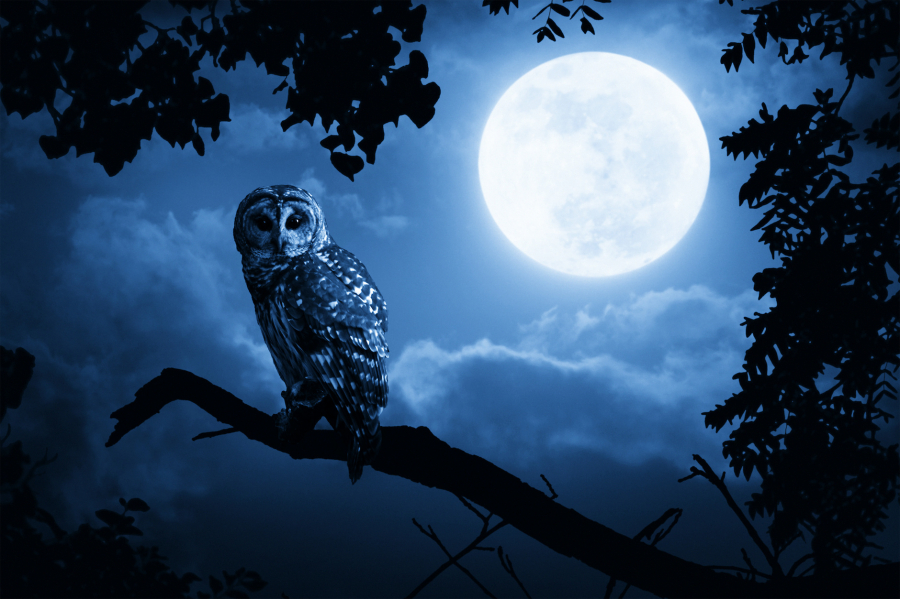 halloween-full-moon-owl_56782280