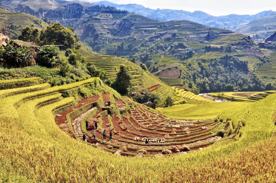 Nhiều thế kỷ trước, tổ tiên của các dân tộc vùng cao phía bắc Việt Nam đã tạo ra một hệ thống ruộng bậc thang để trồng trọt và mưu sinh