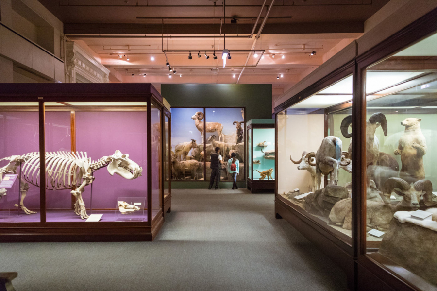 Khám phá thế giới của các loài động vật trong mê cung dioramas tại phòng trưng bày Animal Biology.