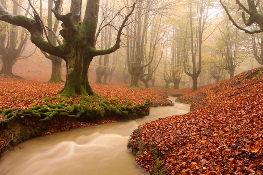 Khu rừng tuyệt đẹp Otzarreta này thuộc Vườn tự nhiên Gorbea ở Basque, Tây Ban Nha. Những cái cây đại thụ trụi lá, thân phủ rêu phong mang hình dáng kỳ lạ này lại phù hợp một cách hoàn hảo với quang cảnh sương mù tạo nên một khu rừng mang cảm giác huyền bí.