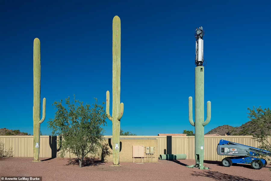 Cột phát sóng được ngụy trang thành cây xương rồng khổng lồ ở Phoenix, bang Arizona (ảnh: Annette LeMay Burke).