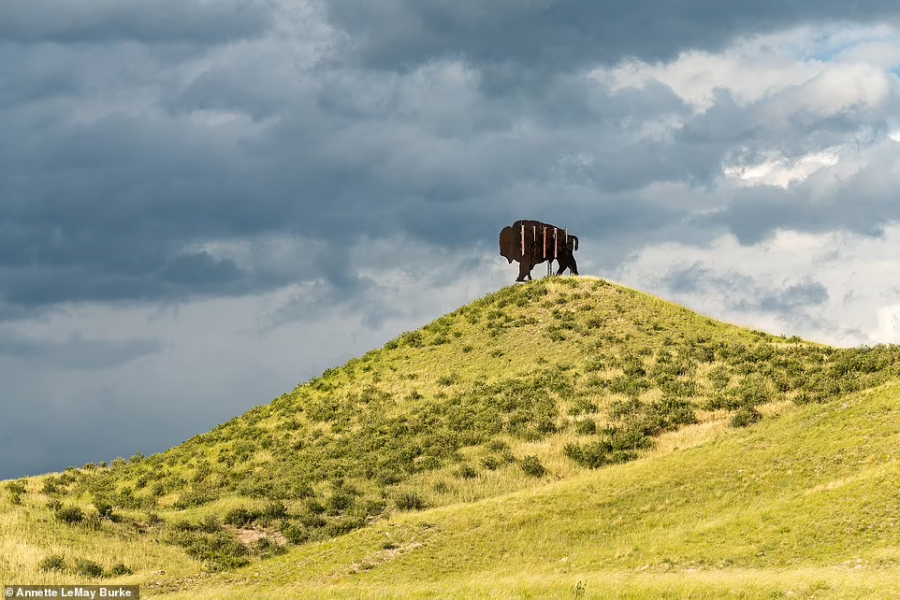 Cây phát sóng điện thoại được ngụy trang phía sau hình ảnh chú bò rừng khổng lồ trên đồi ở biên giới Wyoming-Colorado (ảnh: Annette LeMay Burke).
