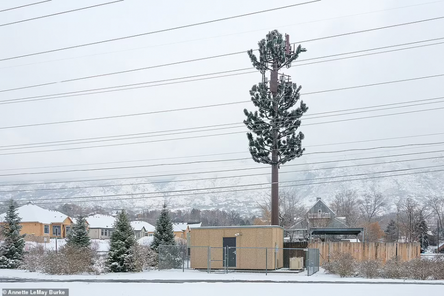 Nếu không xét về kích thước quá khổ thì cây thông phát sóng ở Provo, bang Utah trong khá giống thật trong làn tuyết (ảnh: Annette LeMay Burke).