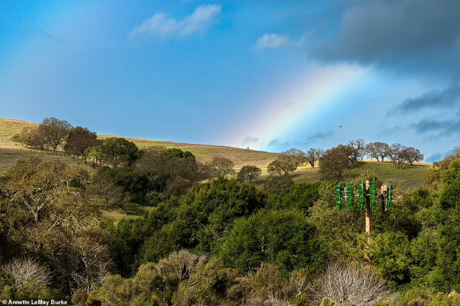 Một cột phát sóng hòa lẫn trong thiên nhiên ở Palo Alto, bang California (ảnh: Annette LeMay Burke).  