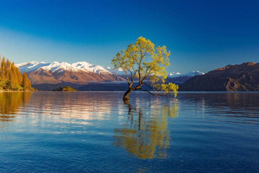 Cây liễu đơn độc mọc lên từ đáy hồ Wanaka (New Zealand) thu hút ánh nhìn của khách du lịch đến với đảo South. (Ảnh: Martin Valigursky, Alamy)
