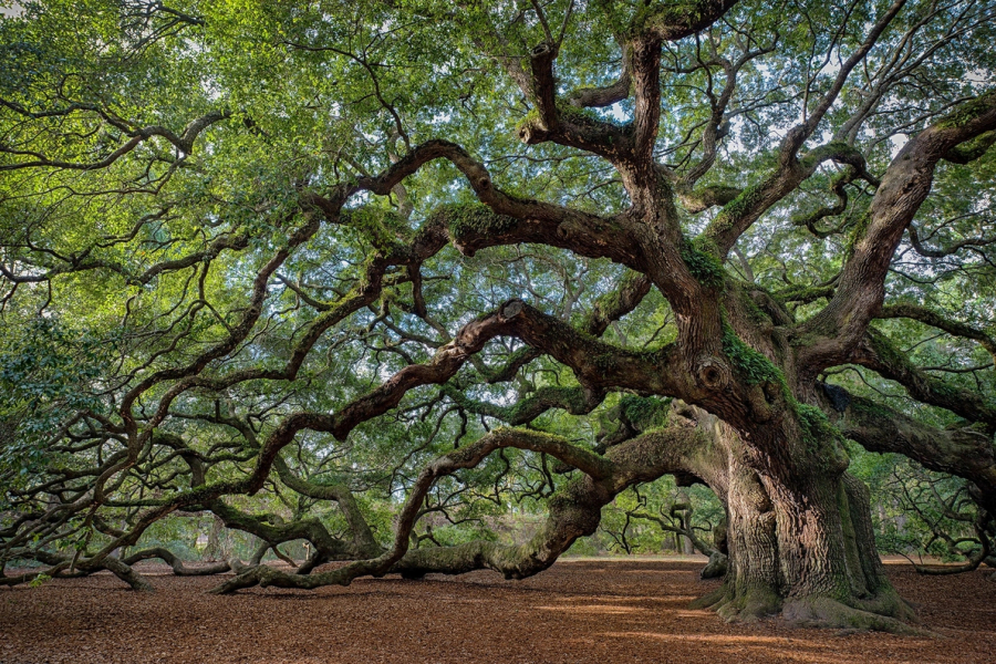 Du khách đến với đảo John (Charleston, Mỹ) sẽ có cơ hội chiêm ngưỡng gốc sồi cổ Angel Oak với tán lá rộng đến 1.597 m2. Cành cây vươn rộng trở thành một sân chơi tự nhiên cho trẻ em ghé thăm nơi đây. (Ảnh: Glenn Nagel)