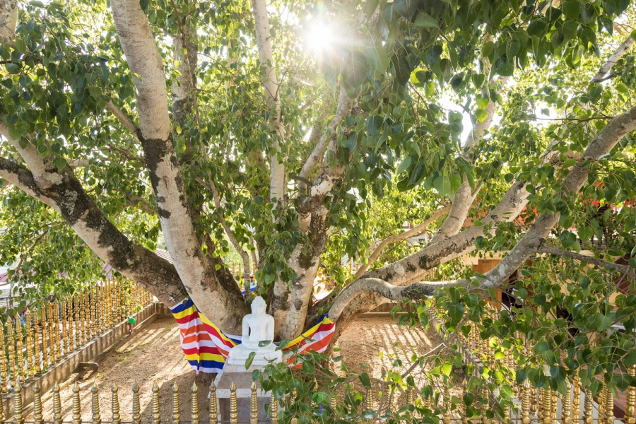 Cây vả The Jaya Sri Maha Bodhi thuộc khu vườn Mahamewna (Anuradhapura, Sri Lanka) được tin là một nhánh của cây thần Sri Maha Bodhi (Buddha Gaya, Ấn Độ), nơi Đức Phật tu thành chính quả. (Ảnh: Manfred Thurig)