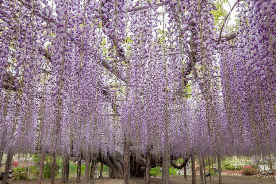 Dàn hoa đậu tía tím hường là cảnh sắc đặc trưng của Công viên Ashikaga thuộc vùng Kanto (Nhật Bản). Gốc cây đại thụ đã bắt đầu sinh trưởng từ thời đại Meiji. Trải qua biết bao năm, tán cây vươn rộng tạo nên một màn hoa màu sắc khiến nao lòng du khách đến đây. 