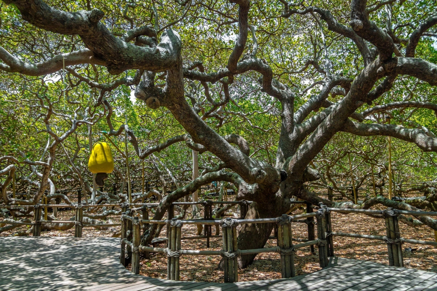 Tọa lại tại một ngôi làng ven biên ở Brazil,  Maior Cajueiro Do Mundo là cây điều lớn nhất trên thế giới này. Tán cây vươn xa bao phủ một vùng rộng lớn tương đương với một sân bóng đá. Ước tính mỗi mùa, cây điều có thể cho đến 80.000 hạt điều. (Ảnh: Deigo Grandi)