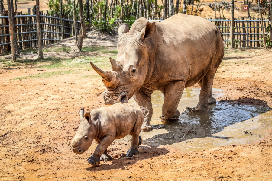 Thông thường, tỉ lệ sinh con của tê giác trắng châu Phi ghi nhận tại các công viên bảo tồn rất thấp