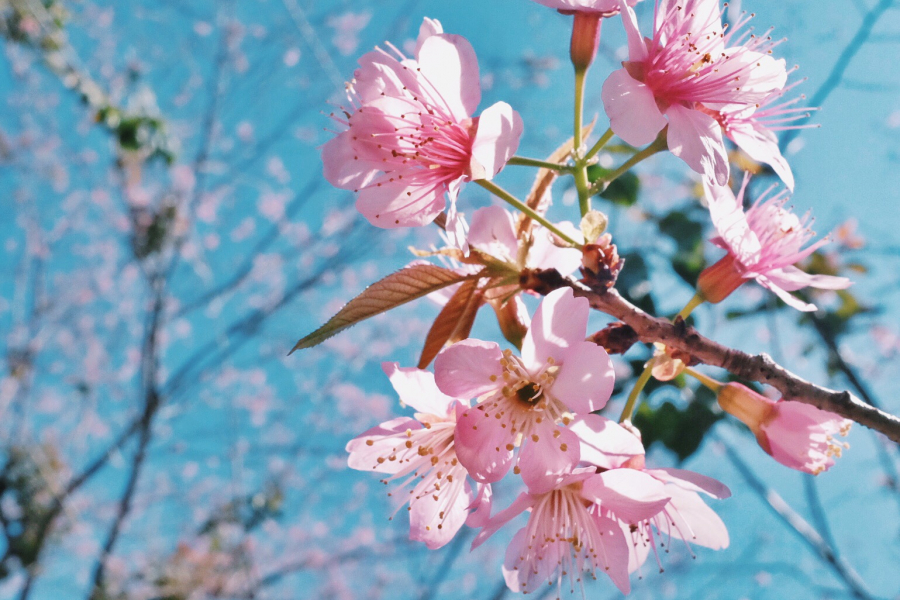 Cái tên “Mai anh đào” ra đời bởi loài hoa đặc biệt này nở vào mùa xuân, dáng hình giống hoa mai và màu sắc giống hoa đào. 
