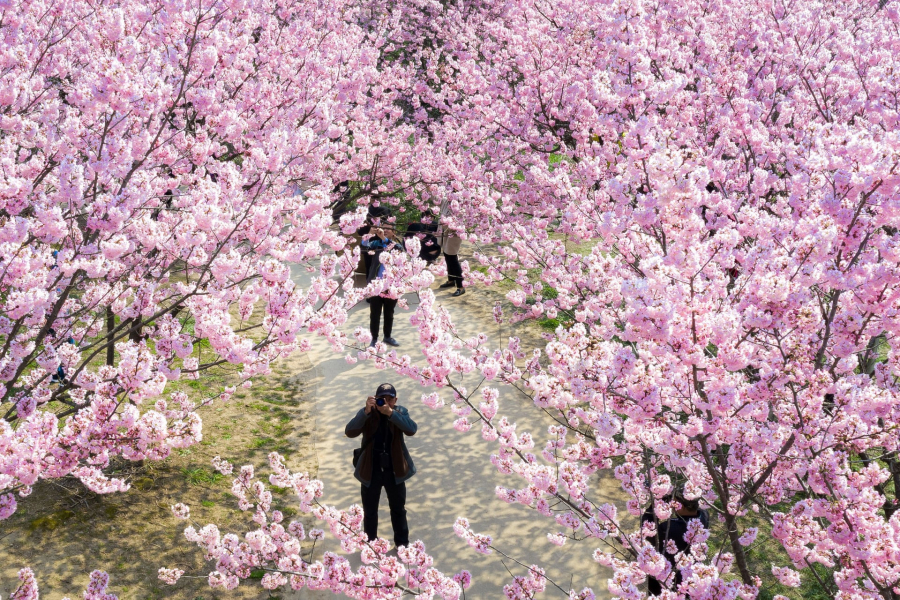 Rất đông những người yêu nhiếp ảnh đã tụ tập tại các công viên để ghi lại những hình ảnh đẹp nhất trong mùa hoa anh đào