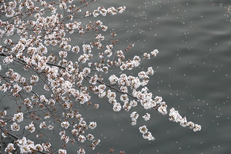 Hoa nở trên sông Meguro ở Tokyo