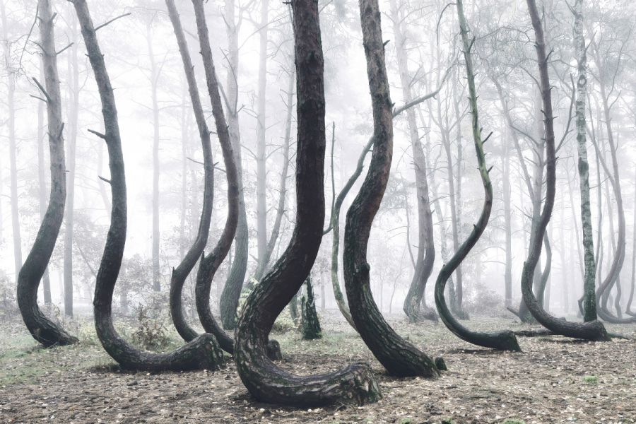 Crooked Forest với hàng trăm gốc cây uốn cong kì quái