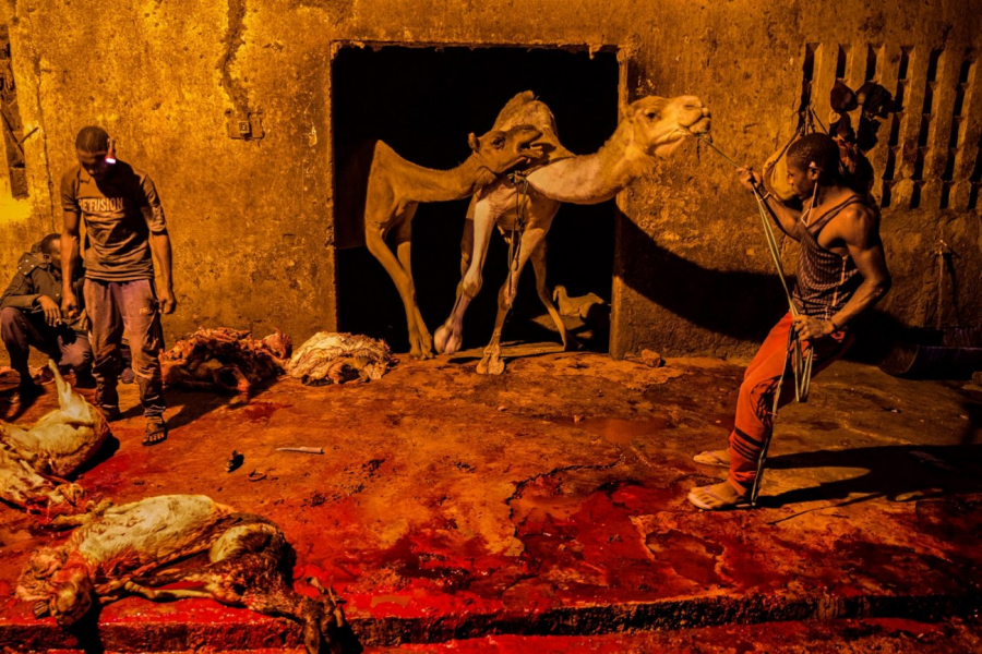 Vào ban đêm, các đại lý - đã chọn mua sẵn động vật tại chợ gia súc - sẽ dẫn lạc đà, cừu, dê đến lò mổ ở Agadez. Thịt của chúng sau đó được chuyển tới các cửa hàng thịt trong thành phố. (Ảnh: The Sahel In Danger - A Time Bomb - Pascal Maitre)
