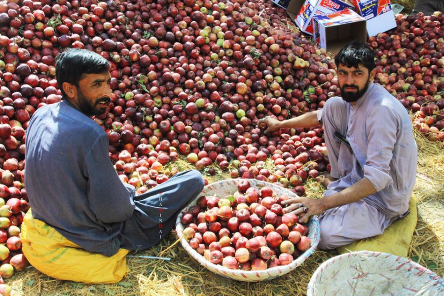 Hunza có đặc sản là hoa quả, đặc biệt là táo, quýt, chuối. Ở đây, người dân không sử dụng bất cứ loại phân bón thuốc hóa học nào để trồng cây ăn quả.