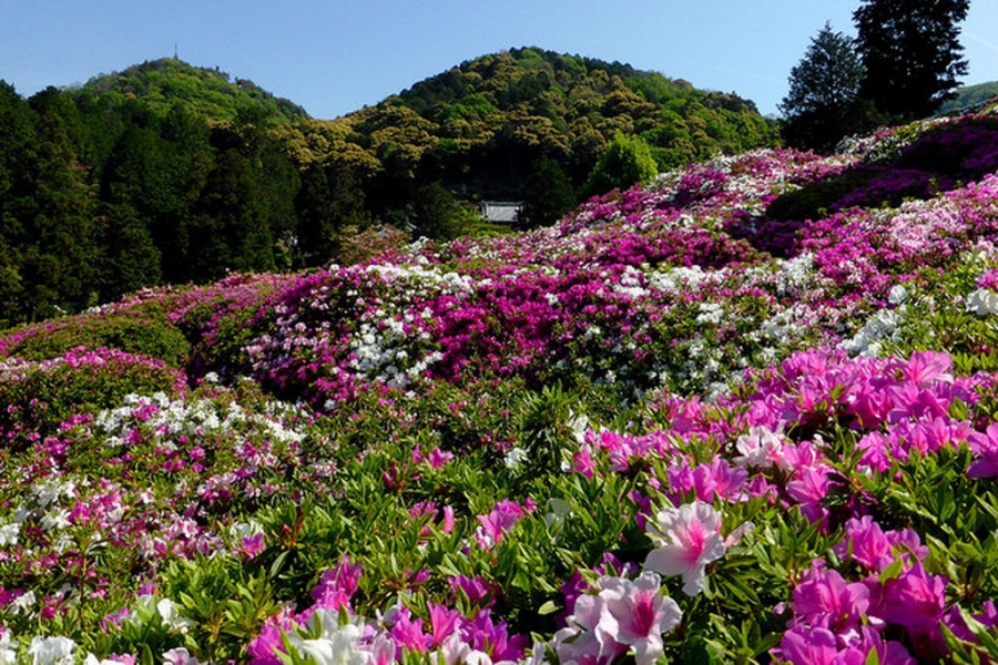 Du khách còn có thể thưởng thức những khu vườn xinh đẹp xung quanh chùa Mimuroto, còn gọi là chùa Hoa