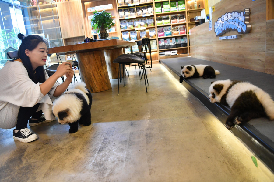 Trong quán café, “gấu trúc” đi loanh quanh chơi với khách; không khí vui vẻ, thư giãn. Tuy nhiên, trên Weibo, mạng xã hội của Trung Quốc tương tự Twitter, nhiều người yêu động vật cũng bày tỏ phản đối việc biến chó xù thành gấu trúc.