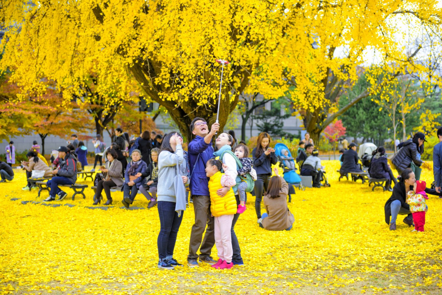 Du khách tận hưởng mùa thu vàng Hàn Quốc.