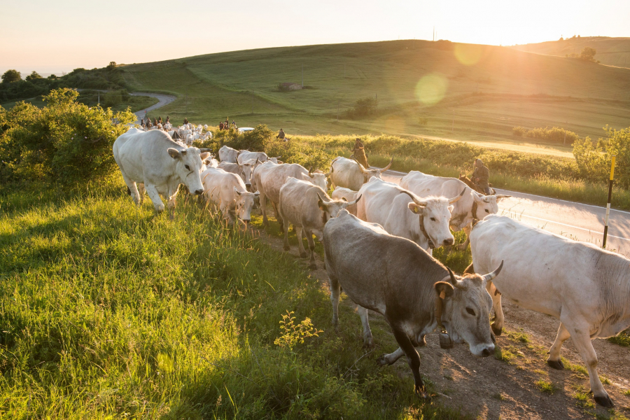 Những người dân du mục chăn bò trên tratturo - một con đường để di chuyển động vật đến những đồng cỏ vào mùa hè và mùa đông. Ảnh: Oh-oh, ay-ay! Hòa theo nhịp điệu của chủ nghĩa du mục ở Ý - Susan Wright