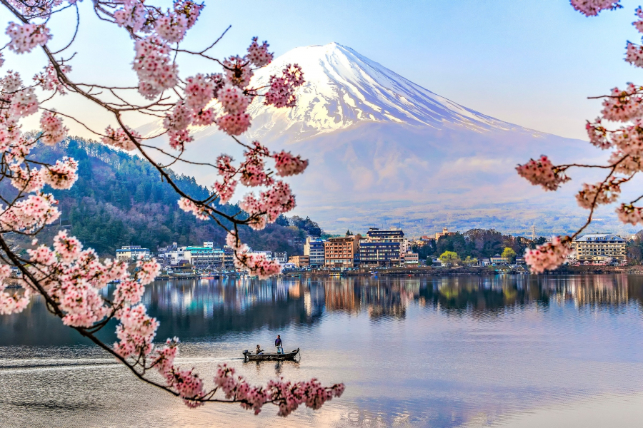 Hoa anh đào được xem là biểu tượng của sự may mắn và đã trở thành quốc hoa của Nhật Bản