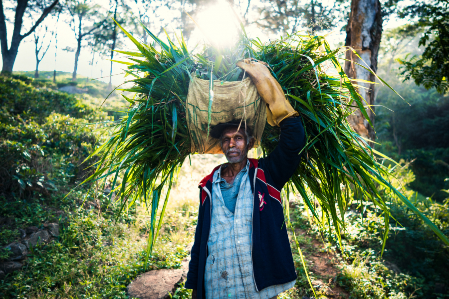 Một nông dân ở Kandy thu hoạch trà