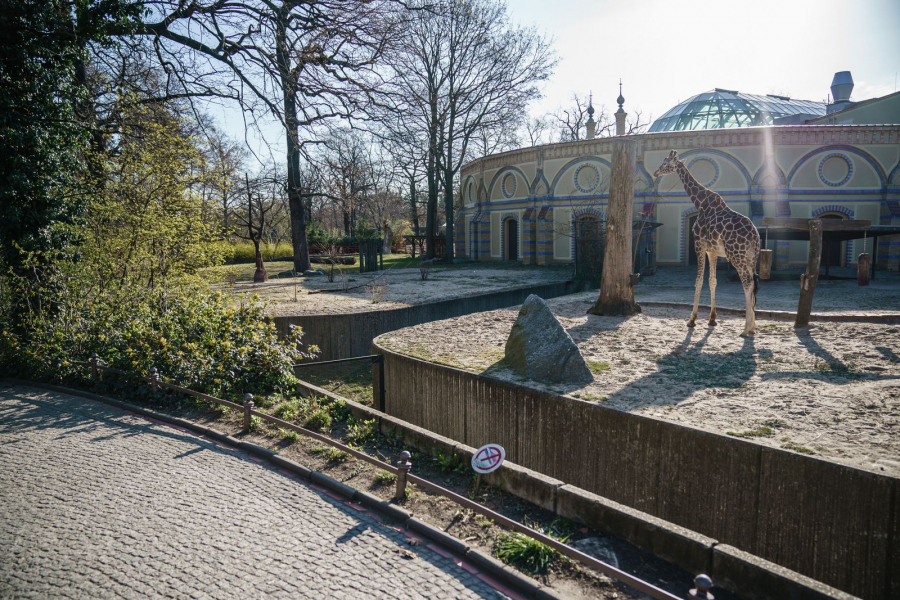 Một số sở thú đã mở tour thực tế ảo để phục vụ khách tham quan