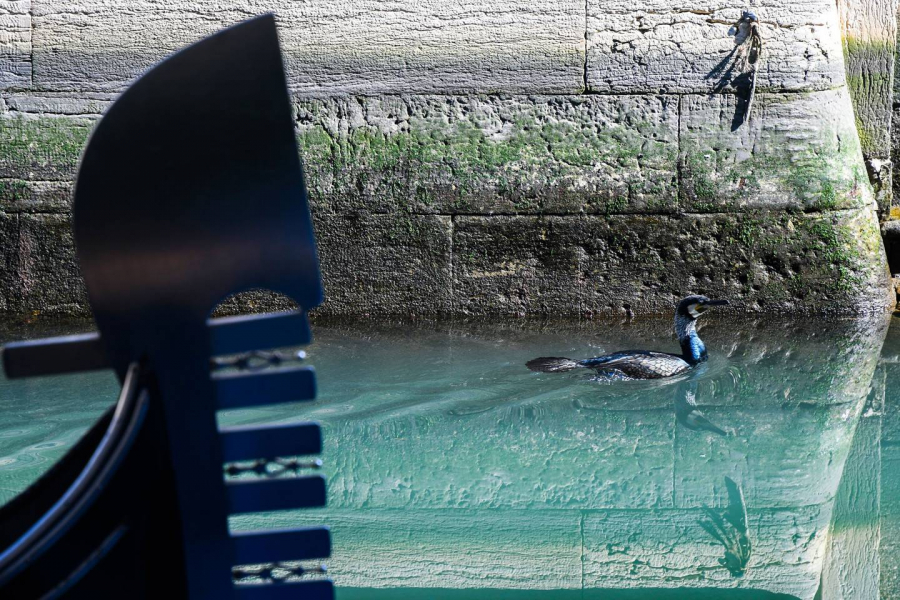 Những con kênh ở Venice vắng bóng thuyền gondola, các loài chim thảnh thơi bơi lội