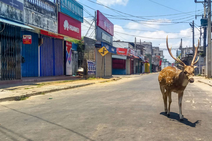 Hươu thản nhiên đi dạo trên đường phố ở Trincomalee, Sri Lanka