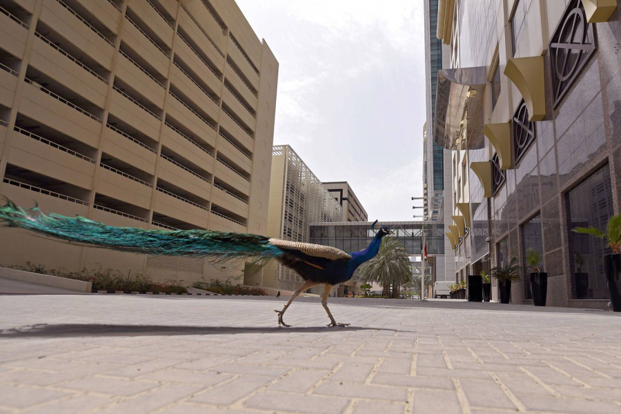 Một con công lang thang trên phố vắng ở Dubai