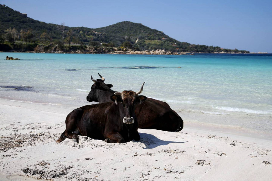 Bò nghỉ mát trên bãi biển Mare e Sole, gần Porticcio, Corsica